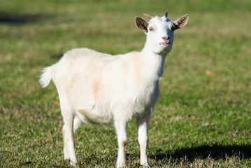 Fototapeta premium White goat on the lawn.