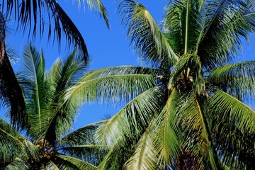 Fototapeta na wymiar Palm trees against the blue sky