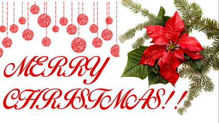 Fototapeta na wymiar Poinsettia red flower with fir tree and snow on white background. Greetings Christmas card. Postcard. Christmastime. Red White and green. 