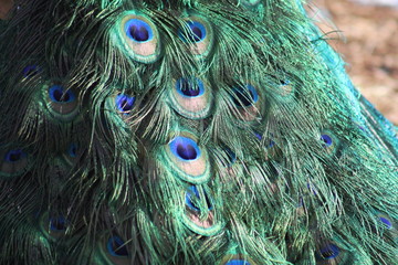 Fototapeta premium Pfau