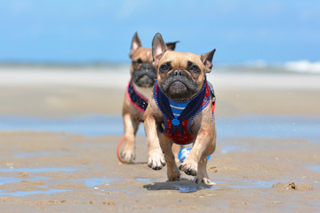 Two French Buldog dogs with maritime harness playing and running towards the camera on beach