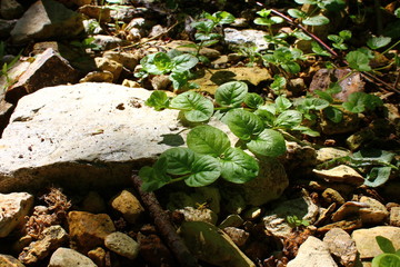 leafs on the stone