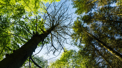 toter Baum im Wald