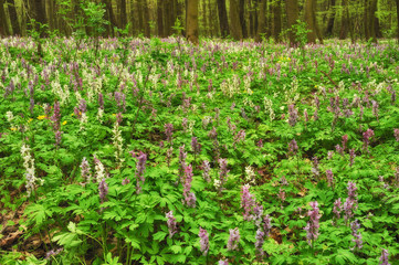 Fototapeta na wymiar flower meadow in the forest. picturesque forest. spring morning