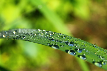 drops on leaf