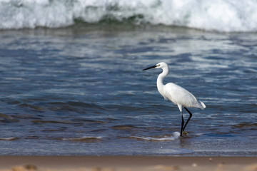 Side view of a white little heron bird standing on the foam waves of the sea shore close-up. Israel