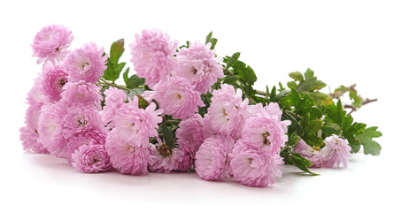 Bouquet of pink chrysanthemums.