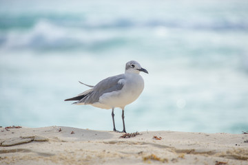 seagull on the beach