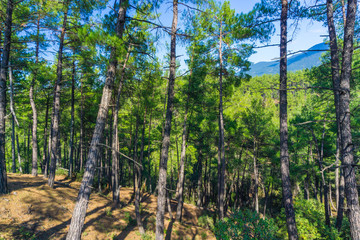 Dense forest at Mainalon trail Elati- Vitina in Peloponnese, Greece