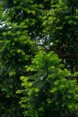 Fototapeta premium green leaves in the forest