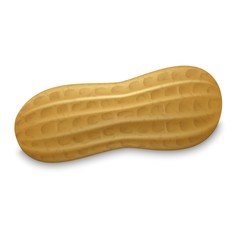 Peanut whole shell icon. Realistic illustration of peanut whole shell vector icon for web design