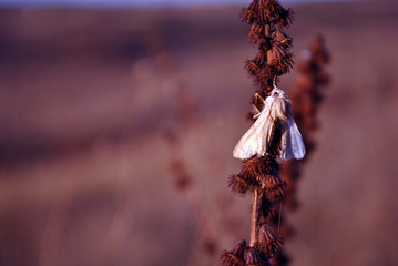 The fall webworm (Hyphantria cunea) white moss sitting on dry Agrimonia eupatoria, soft brown blurry grass background