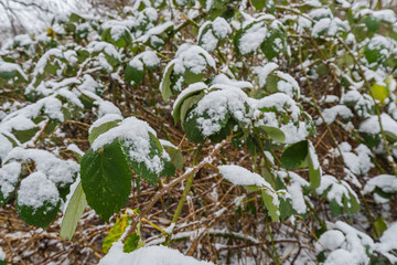 Naklejka premium Cold winter day snow muenster germany outdoor