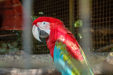 ヤンゴン動物園　オウム