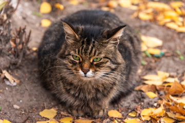 Naklejka na ściany i meble Fluffy tabby cat in the yard in autumn