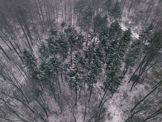 Snowy forest