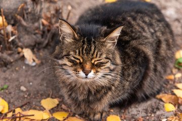 Naklejka na ściany i meble Fluffy tabby cat in the yard in the autumn close-up