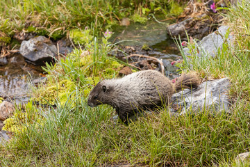large marmot walks near water pool in meadow