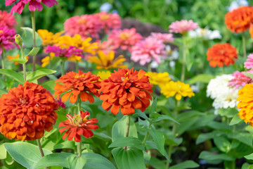Zinnia flowers in the garden is a popular flower grown in the house and the place because many beautiful colors.