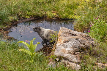 large marmot prepares to jump over pond in meadow