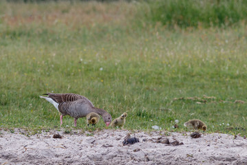 Graugänse an der Müritz