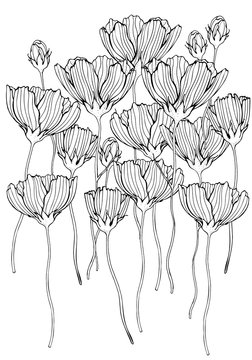 Black and white outline vector coloring book page for adults and children  flowers poppy with leaves buds hand-drawn flowers, isolated on white  background ink illustration design color book. 17555631 Vector Art at
