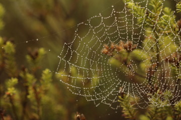 A close up of a spider web in the early morning dew in summer.