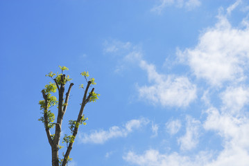 木　空　雲　素材