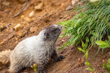 large marmot moves up rocky ground towards green grass
