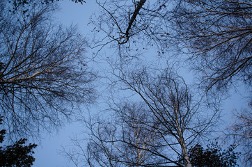 tree branches against the blue sky