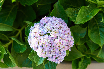 purple hydrangea, close-up