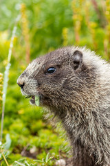 Naklejka na ściany i meble vertical shot of marmot munching on fresh leaves from meadow