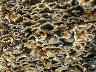 bracket funghi growing on an tree trunk in the park