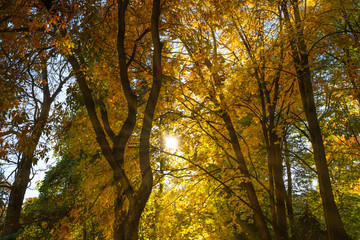 Autumn in the forest