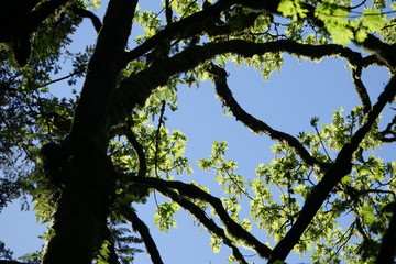 tree in spring