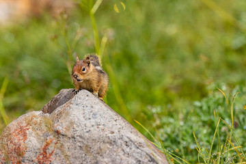 chipmunk with mouth open up on rock