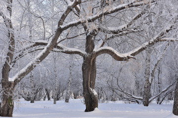 tree in hoarfrost, winter