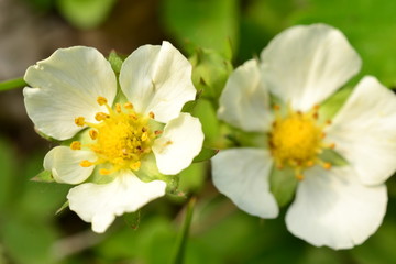 Fototapeta na wymiar White flower in the early spring strawberries