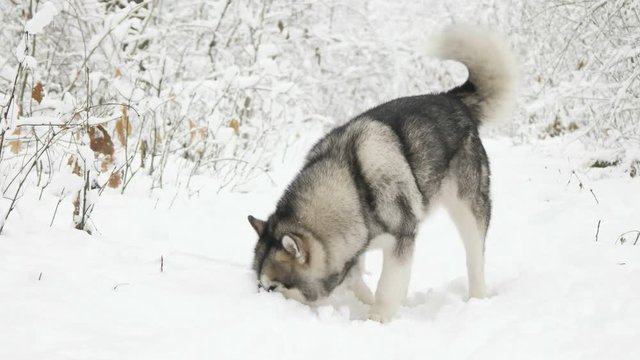 Malamute walking in the snowy forest