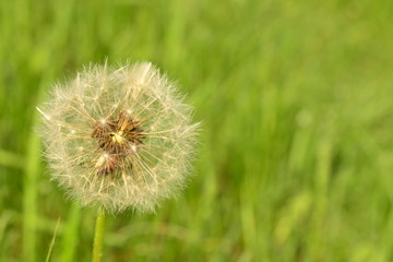 Fototapeta premium White dandelion fluff in the early spring