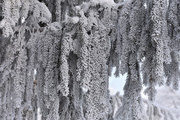 Christmas tree branch in hoarfrost, winter