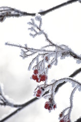 rowan in hoarfrost, winter