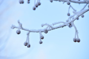 ratenki in hoarfrost, winter