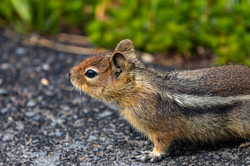 chipmunk standing on paved road near green field - Powered by Adobe