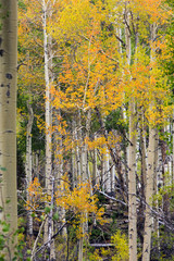 colorful grove of autumn aspens in Wyoming forest
