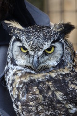 portrait of an eurasian eagle owl