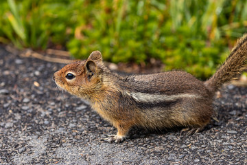 stripy chipmunk out on road in summer