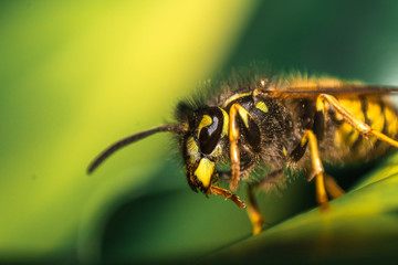 Detailed view of Yellow Macro Wasp with wings on green leaf