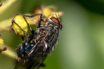 Detailed, Macro View of House Fly / Insect on yellow plant
