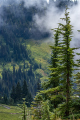 tall trees stand in front of fog and mist and mountain